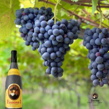 Faustino Wines